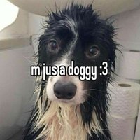 bucky || shedtwt (@ouppypawz) 's Twitter Profile