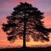 Among Trees (@treestruthlove) Twitter profile photo Among Trees (@treestruthlove) Twitter profile photo