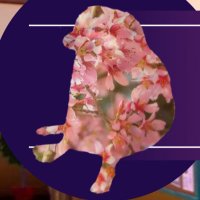 Sakura Wiz (@wizmudkip) 's Twitter Profile