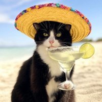 Buddy (@scdlcaramia) 's Twitter Profile