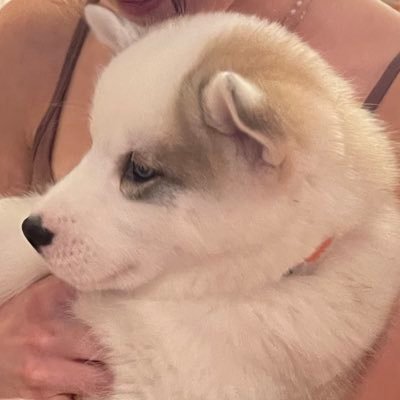 TOStocksSports's profile picture. mysterious and important work