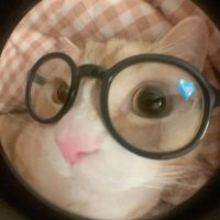 ginger will graham (@pomelovanille) 's Twitter Profile