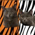 BigCat ๐
(@bigcatwhodey513) Twitter profile photo BigCat ๐
(@bigcatwhodey513) Twitter profile photo