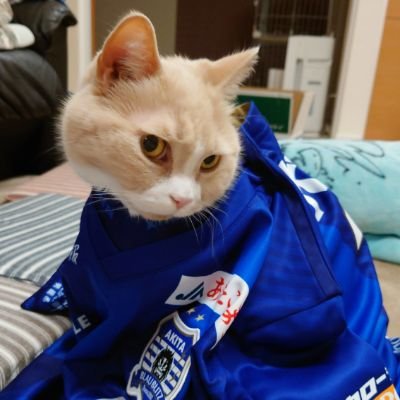 猫、漫画(宇宙兄弟、ジャイアントキリング)、サッカー⚽ブラウブリッツ秋田(#11、#25)全力応援。清水エスパルス(#23)、ヴァンラーレ八戸、Jリーグマスコットも好き。🐱ブリショのチャタロウ、保護猫にこの下僕です。