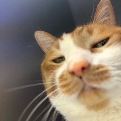 chikihead's profile picture. ugly duckling