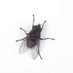 Lord of the Flies (@diary_grumpy) Twitter profile photo Lord of the Flies (@diary_grumpy) Twitter profile photo