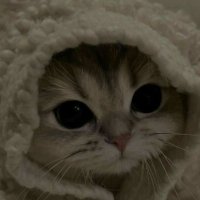 wittman (@wittmanlol) 's Twitter Profile Photo wittman (@wittmanlol) 's Twitter Profile Photo