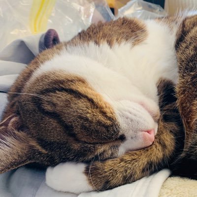 Mihotaso85's profile picture. 【好き】フチ子、動物、カメラ、アニメ、ゲーム、音楽、食べる事、お酒、フェス、ももいろクローバーZ‼ イベントコンパニオン、新幹線♪ よろしくお願いします☆