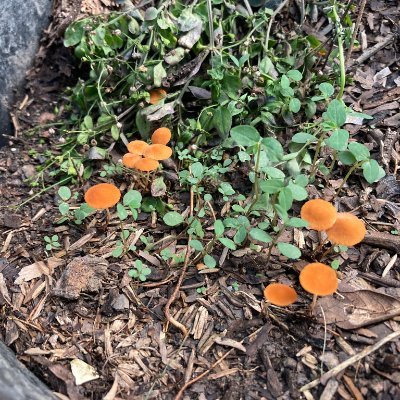 pssspol's profile picture. member of Grylloidea / Interesting in small sound, love to walk.