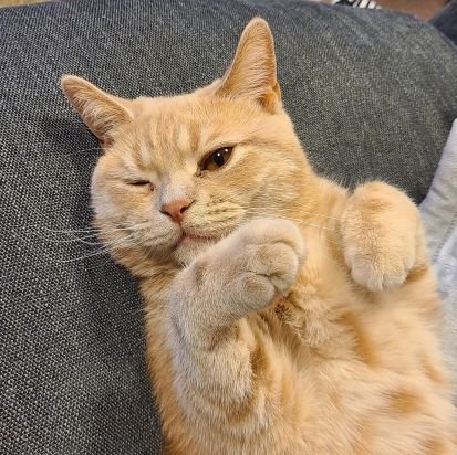 🇫🇷マリノス⚓と猫のいる暮らし😺
愛するトリコロールと愛猫みや(マンチカンの男の子。ブリティッシュショートヘア疑惑あり)を一方的にお届け中。
無言フォローすみません💦
無言フォロー大歓迎😻