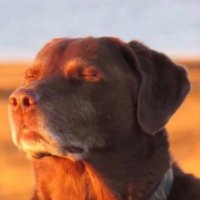 YouMadBro? (@thelibinator_) 's Twitter Profile