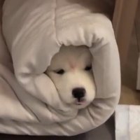 เกี๊ยว 🥟 (@errormint) 's Twitter Profile Photo เกี๊ยว 🥟 (@errormint) 's Twitter Profile Photo