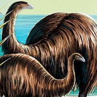 Youngopinions (@maoribrucewayne) 's Twitter Profile