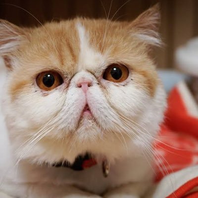 猫botなぎさんのプロフィール画像