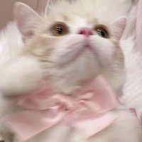 みるく (@ml__k0) 's Twitter Profile