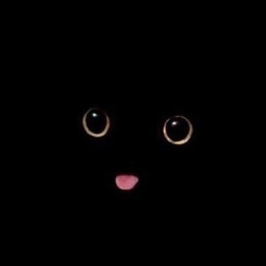 CattoKIRS's profile picture. 😸