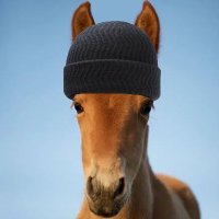 Horse (@lhomahawk) 's Twitter Profile Photo Horse (@lhomahawk) 's Twitter Profile Photo