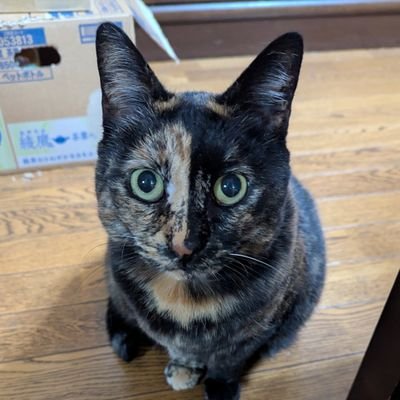 母・娘・猫3人暮らし。統合失調症になって30年。寛解するも、後遺症で思考を言語化することが難しい。KY。寂しがり屋だけど1人時間必須。読書、旅、♨️、🍨、音楽・動画鑑賞、本屋巡り、ドライブ、食べ歩き、ウクレレ好き。
お一人様も良いけど、誰かと歩む人生も良いな🙂と最近、考える。好きな言葉『一期一会』『生きて会いたい』
