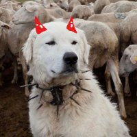 Yuna/Ezekiel/Kanojo (@slaashpup) 's Twitter Profile