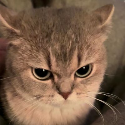 dlrb55's profile picture. 🐱 分享毛茸茸的療癒瞬間｜雲養貓基地
回关受限，慢慢回