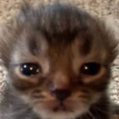 ⋆˚。⋆୨✧୧˚ 𝑯𝒆𝒚 𝒕𝒉𝒆𝒓𝒆! 𝑰𝒎 𝑲𝒊𝒕𝒕𝒚, ˚୨✧୧⋆。˚⋆ ฅ(ᵔ꒳ ᵔマ.ᐟ I’m a 21 year old Trans man! Your dream Fem boy with a tight juicy pussy 💖🏳️⚧️₍^. ̫.^₎₊˚⊹♡