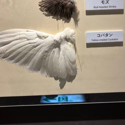 こば🐥さんのプロフィール画像