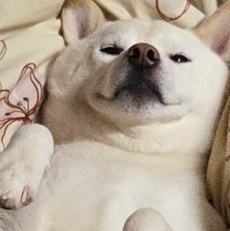 犬の幸せを願う会の副会長をやらせてもろてますさんのプロフィール画像