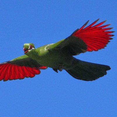 SMankentshane's profile picture. Imvunulo zikhona babhemu 🐄