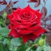 S M HASAN (@smhasan0305) Twitter profile photo S M HASAN (@smhasan0305) Twitter profile photo