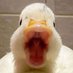ambert (@ambertlapsh) Twitter profile photo ambert (@ambertlapsh) Twitter profile photo