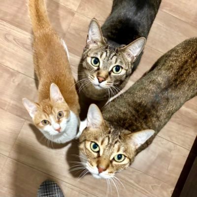 猫とゲームメインの垢⭐︎deto(Vtuber)さん大好き人間。生き物、ゲーム、声優大好きの足フェチおじさん。ゲームは幅広く、メトロイドヴァニア超多め。爬虫類飼育は引退。モンハンはガチ勢のまったりプレイ。マリカもそこそこやる人(強くはない、普通)。猫3匹とアオジタトカゲと住んでいます!#猫好きさんと繋がりたい