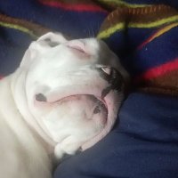 Dón Kojón (@alex1982cr) 's Twitter Profile Photo