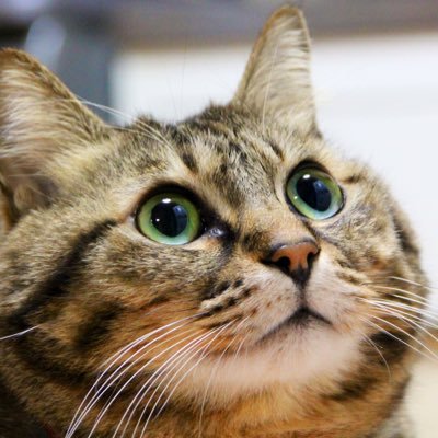 そばおじ。さんのプロフィール画像