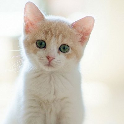 sutibunsut47566's profile picture. 私は料理をするのが大好きで、良いパートナーとキッチンで料理の経験を分かち合うのが大好きです🍴🥩