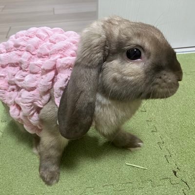 mamy_pancome's profile picture. \ ぱんちゃん (♂) こめちゃん(♀) と 夫婦2人☺︎☺︎ /