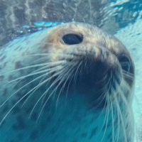 こばやし (@kbysss) Twitter profile photo