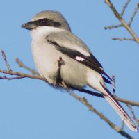 Intheyonderconifers (@intheyonconifer) 's Twitter Profile