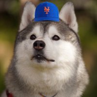 ぜろ (@juan_soto_fan) Twitter profile photo