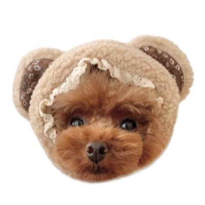 elle_poodle's profile picture. トイプードルのエルです🐻