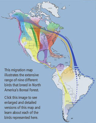 Alfombra Bird Observatory, established June 2008, is located on Finca Vigia, 2,200 feet in altitude above the South Pacific Ocean of Costa Rica.