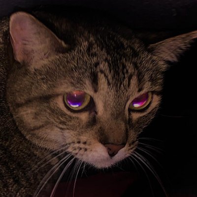 niccounter's profile picture. 