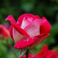 Sidra Qambrani (@sidra_501) 's Twitter Profile