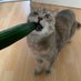 Mucki 😼🥒 (@nancygoesgreen) Twitter profile photo Mucki 😼🥒 (@nancygoesgreen) Twitter profile photo