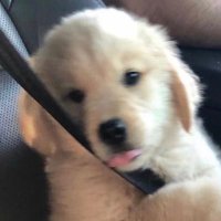미유 ☁️✨ (@mepuppieyou) 's Twitter Profile Photo 미유 ☁️✨ (@mepuppieyou) 's Twitter Profile Photo