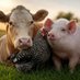 動物虐待殺戮も人間虐待殺戮も精神状態は同一 (@govegj_moi78) Twitter profile photo 動物虐待殺戮も人間虐待殺戮も精神状態は同一 (@govegj_moi78) Twitter profile photo