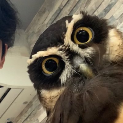 tomoro_17's profile picture. フクロウ　海外一人旅　抹茶　歴史　戦国時代　政治　左寄り笑