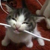 DolkenLXIX (@dolkenlxix) 's Twitter Profile