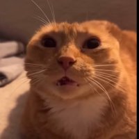Rose 🐈 (@plateofsuki) 's Twitter Profile Photo Rose 🐈 (@plateofsuki) 's Twitter Profile Photo