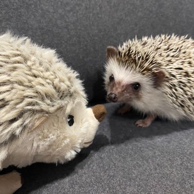 bidoo_bidoo's profile picture. 🇲🇾