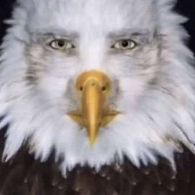 zerjaja's profile picture. 